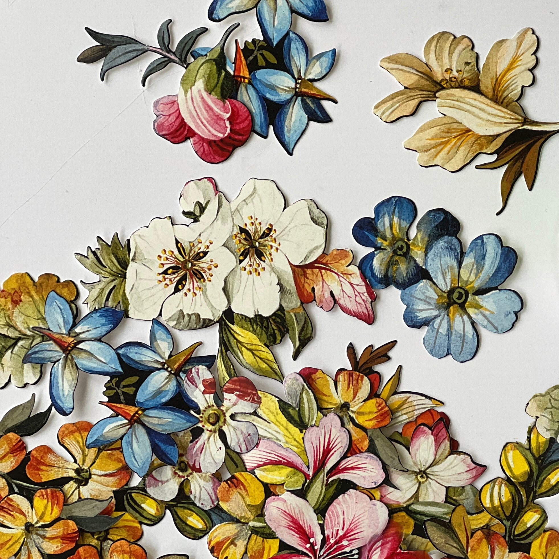 Kilburn Botanical DieCut on holiday boxes